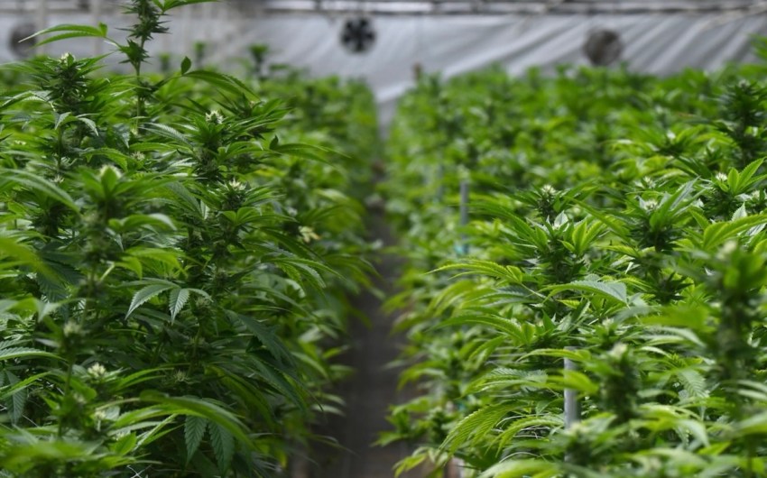 Santa Barbara Increases Cannabis Sales Tax Rate by 2 Percent