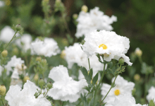 Nature Journaling with John Iwerks