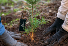 Torrey Pine Conservation Grove Now Open
