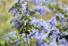 Botanical Art Sale & Demonstrations with Linda Ann