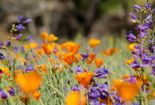 Cultivars for the Garden with Carol Bornstein