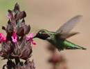 Celebrate Bird Month at the Garden with Santa Barbara