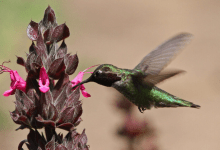 Celebrate Bird Month at the Garden with Santa Barbara