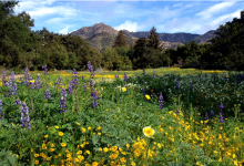 Spring Gardening Festival & Marketplace