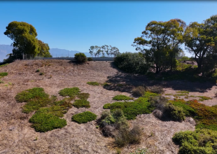 When Trees Come Down: Inside Santa Barbara’s Urban Forest Debate