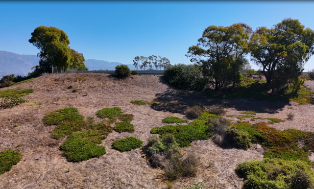 When Trees Come Down: Inside Santa Barbara’s Urban Forest Debate
