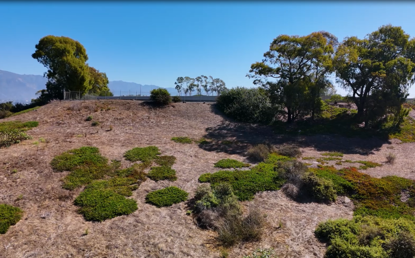 When Trees Come Down: Inside Santa Barbara’s Urban Forest Debate