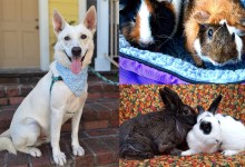 Silver, Oopsy & Daisy, Augustus Gloop & Mike Teavee