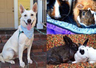 Silver, Oopsy & Daisy, Augustus Gloop & Mike Teavee