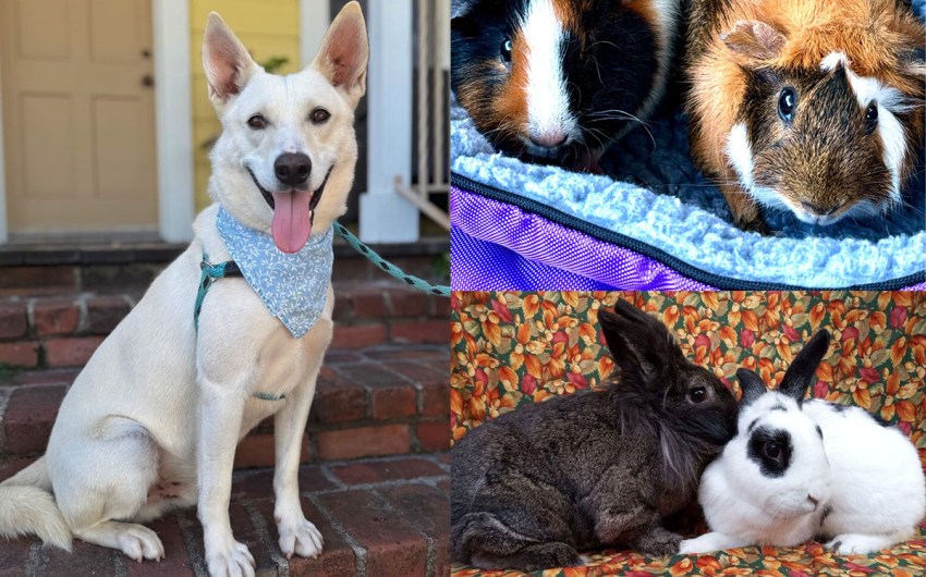 Silver, Oopsy & Daisy, Augustus Gloop & Mike Teavee