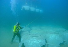Science Pub: Restoring Coastal Kelp Forests