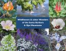 Wildflowers and other Wonders