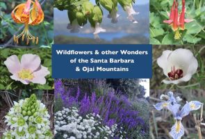 Wildflowers and other Wonders