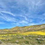 The Home Page | Yellow & Green Hues and Big Ranch News