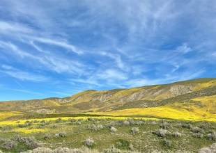 The Home Page | Yellow & Green Hues and Big Ranch News