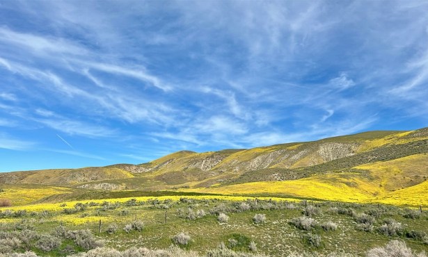 The Home Page | Yellow & Green Hues and Big Ranch News