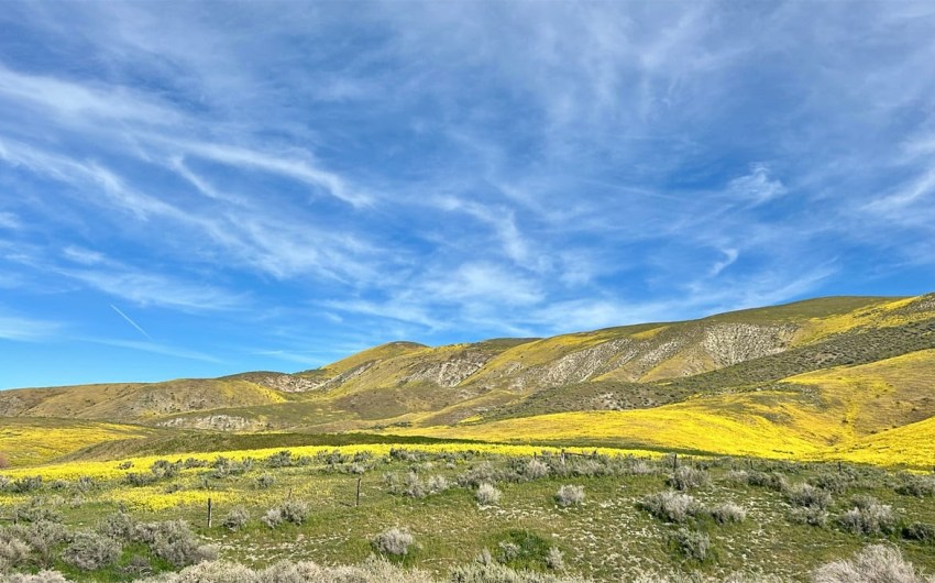 The Home Page | Yellow & Green Hues and Big Ranch News