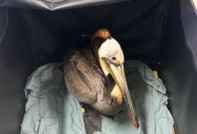 Unusual Surge of Sick Pelicans Reported Along Santa Barbara Coast