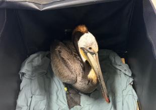 Unusual Surge of Sick Pelicans Reported Along Santa Barbara Coast