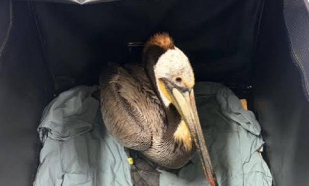 Unusual Surge of Sick Pelicans Reported Along Santa Barbara Coast
