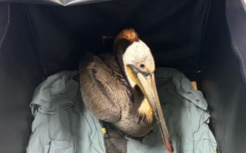 Unusual Surge of Sick Pelicans Reported Along Santa Barbara Coast