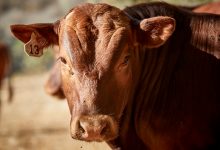 Pasture to Picnic Experience