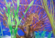 World Oceans Day: Free Admission at the Sea Center