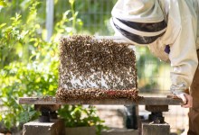 The Buzz in Santa Barbara Backyards