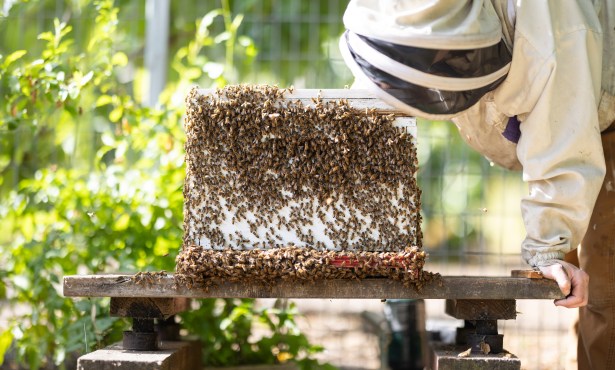 The Buzz in Santa Barbara Backyards