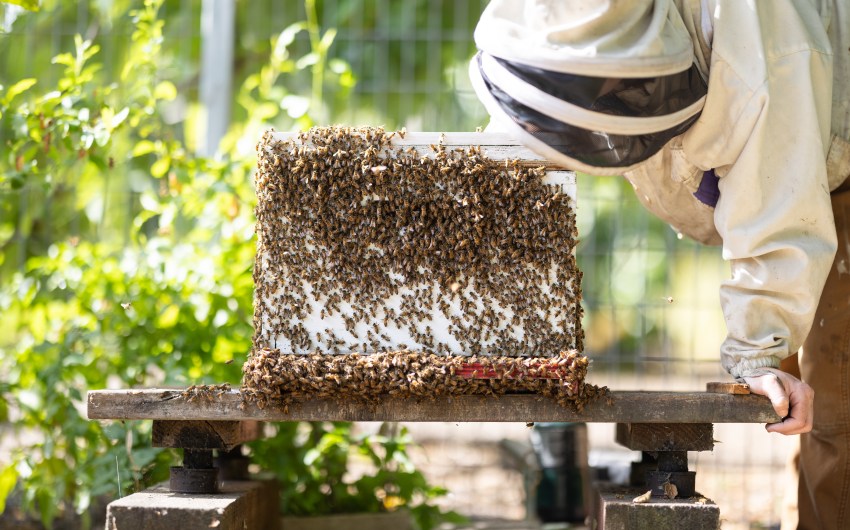 The Buzz in Santa Barbara Backyards