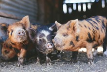 Farm Tour & Golden Hour at Folded Hills