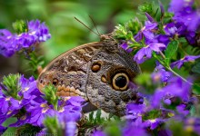 Macrophotography in the Butterfly Pavilion