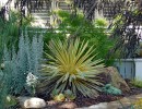 Succulents: Versatile Companions in the Garden