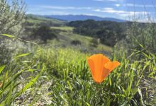 Public Hikes at Sedgwick Reserve