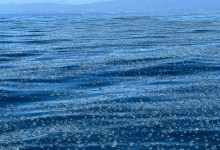 Hundreds of Thousands of By-the-Wind Sailors Float off Coast in Santa Barbara Channel