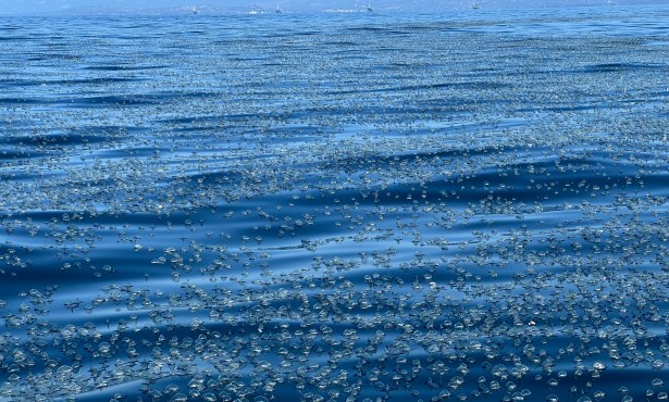 Hundreds of Thousands of By-the-Wind Sailors Float off Coast in Santa Barbara Channel
