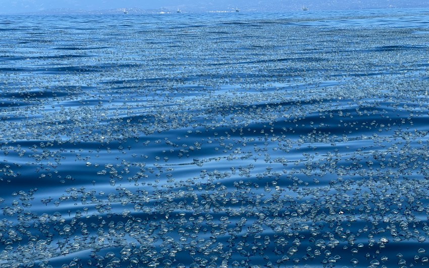 Hundreds of Thousands of By-the-Wind Sailors Float off Coast in Santa Barbara Channel