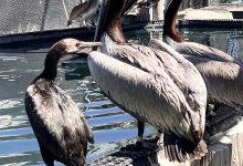 More Dead Birds Frighten Santa Barbara Beachgoers