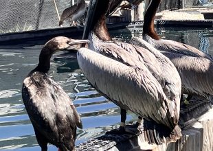 More Dead Birds Frighten Santa Barbara Beachgoers