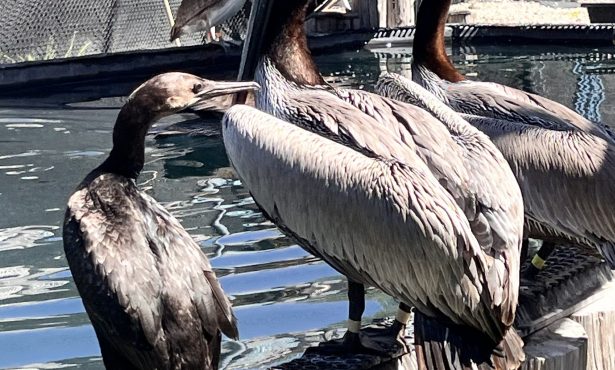 More Dead Birds Frighten Santa Barbara Beachgoers