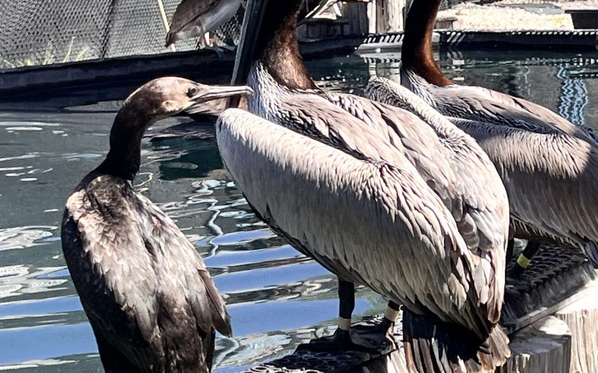 More Dead Birds Frighten Santa Barbara Beachgoers