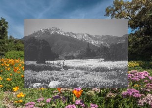 Santa Barbara Botanic Garden at 100