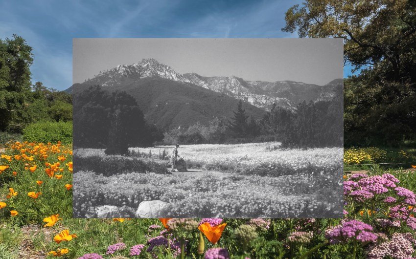 Santa Barbara Botanic Garden at 100