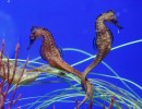 Sea Center Welcomes Giant Seahorses