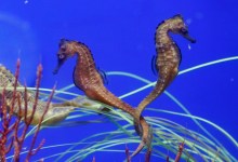 Sea Center Welcomes Giant Seahorses
