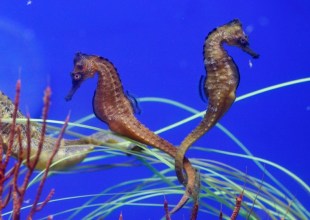 Sea Center Welcomes Giant Seahorses