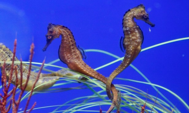 Sea Center Welcomes Giant Seahorses