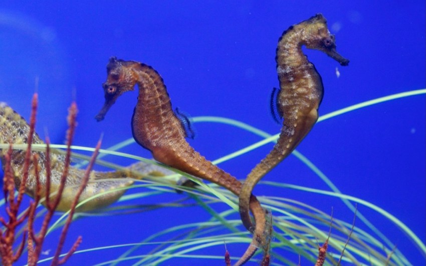 Sea Center Welcomes Giant Seahorses