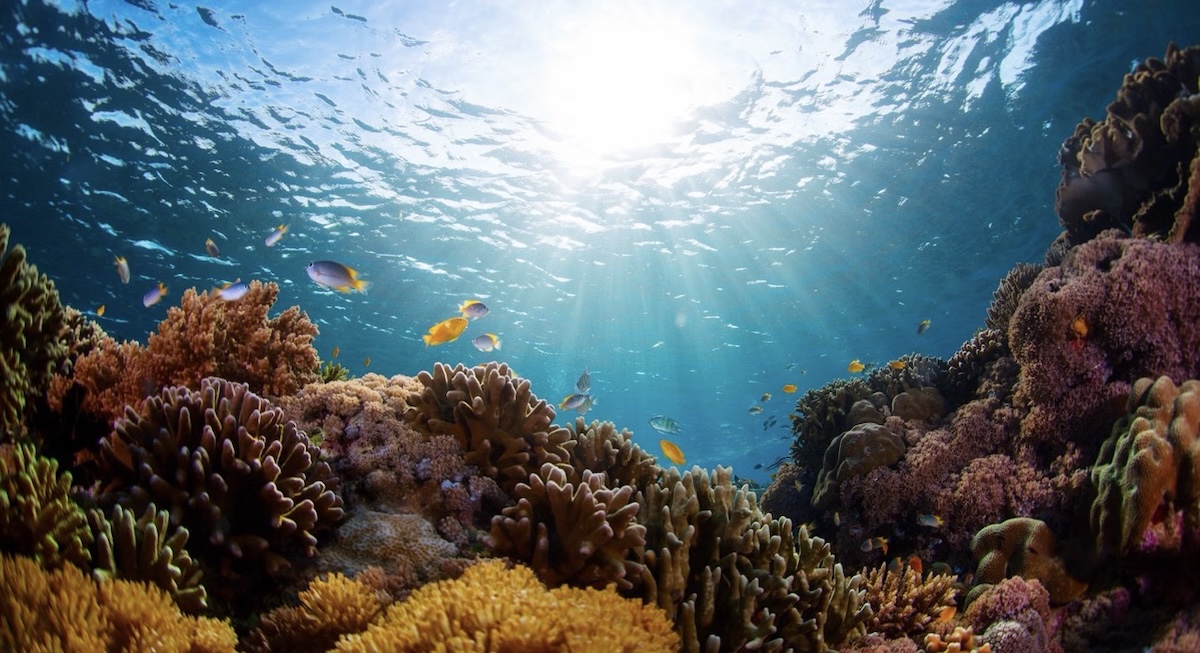 Researchers Uncover ‘Treasure Trove’ of Bioactive Molecules in Coral Reefs