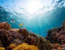 Researchers Uncover ‘Treasure Trove’ of Bioactive Molecules in Coral Reefs